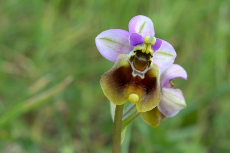 Ophrys tenthredinifera